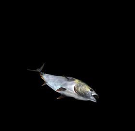 海洋生物