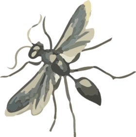飞蚁昆虫插画