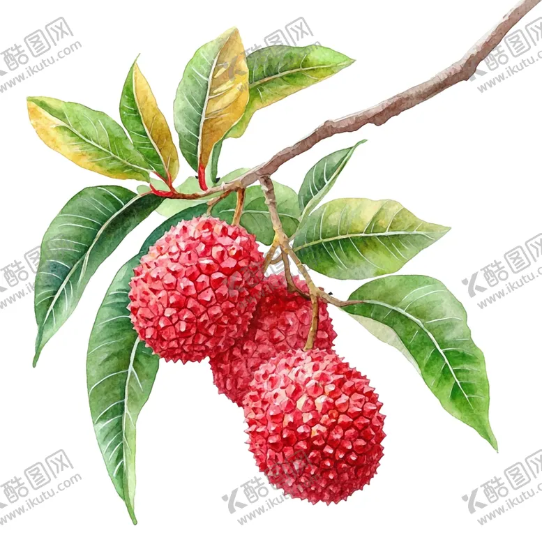编号：95537902210141386285【酷图网】源文件下载-水彩插画荔枝