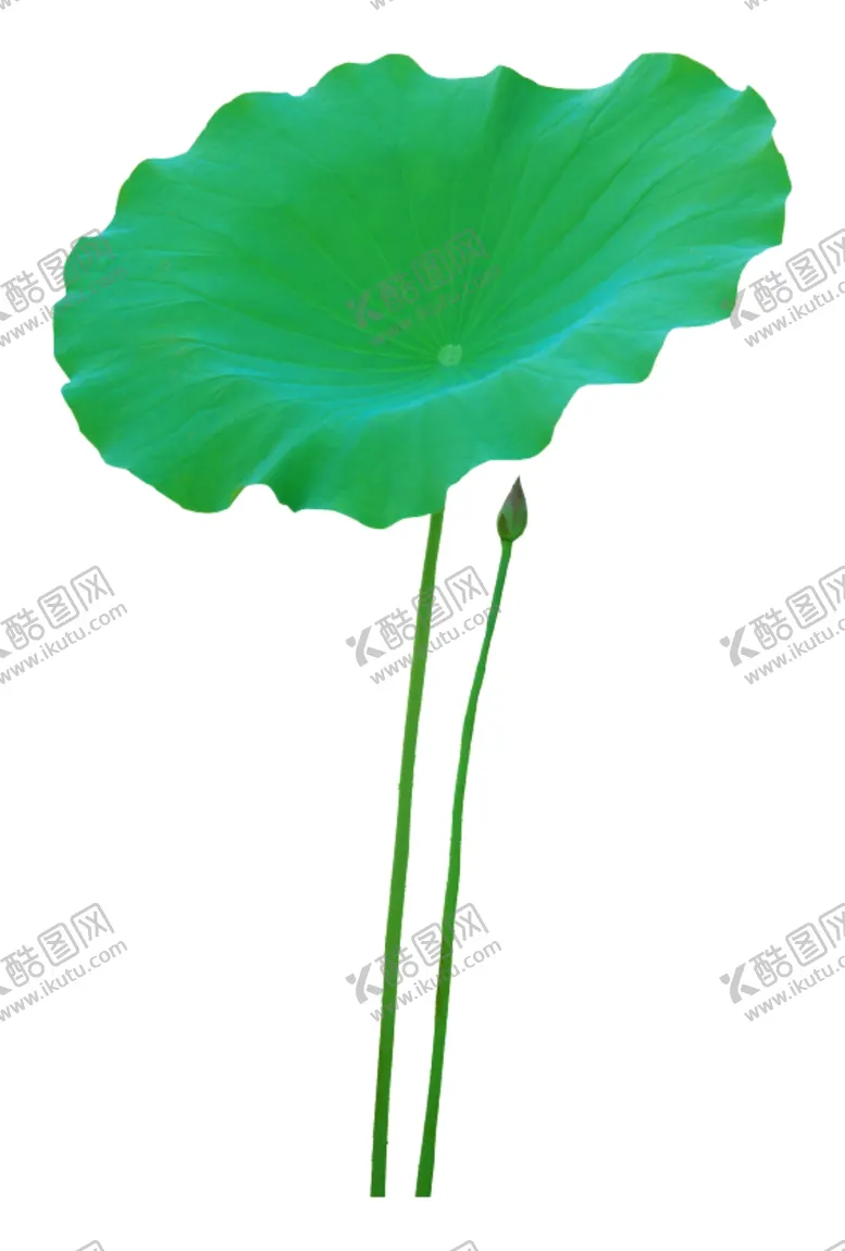 编号：25262507030056004046【酷图网】源文件下载-荷叶