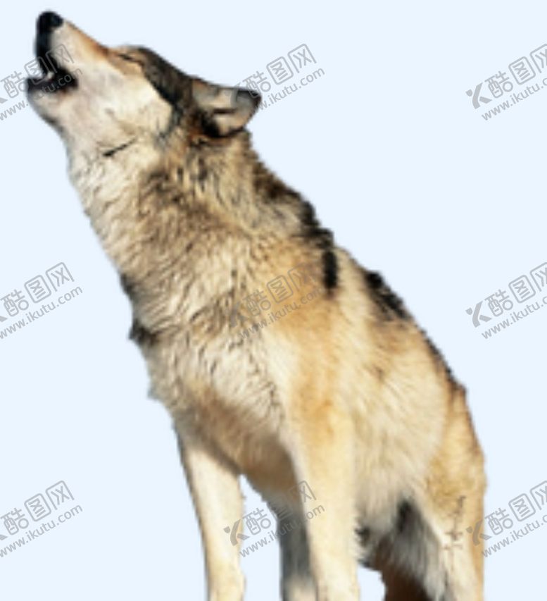 编号：22568911302116086367【酷图网】源文件下载-狼