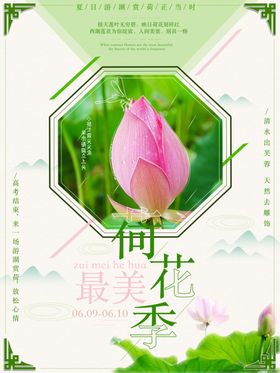荷花