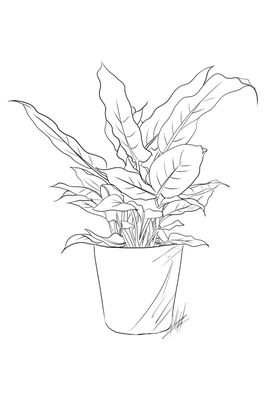 万年青简笔画