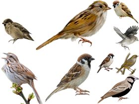 麻雀png免扣高清素材