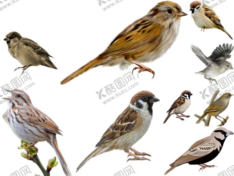 编号：59992711011705257583【酷图网】源文件下载-麻雀png免扣高清素材