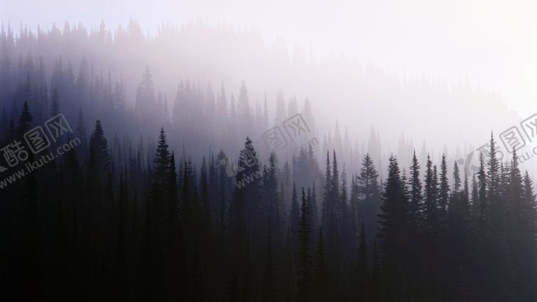 编号：57578209241938196400【酷图网】源文件下载-森林