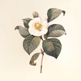 花纹