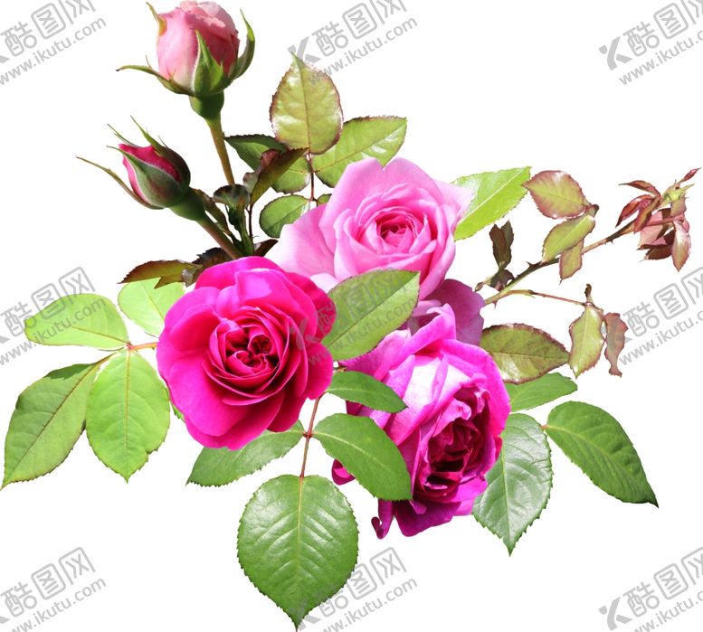 编号：95904410292312231312【酷图网】源文件下载-花朵