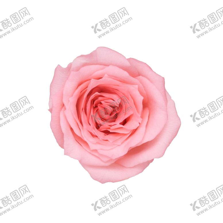 编号：82947610252123036404【酷图网】源文件下载-粉玫瑰