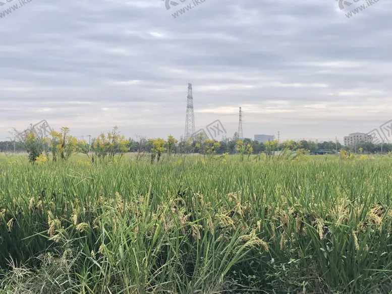 编号：98813212172352443140【酷图网】源文件下载-稻田