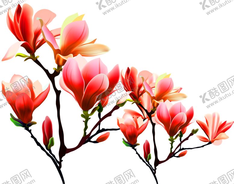 编号：59699410172024141741【酷图网】源文件下载-花素材