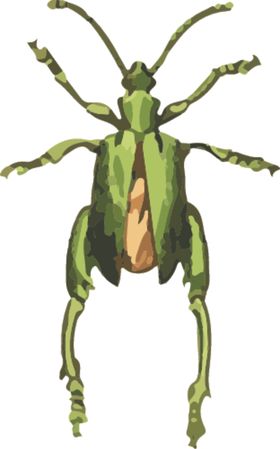 长须甲虫昆虫插画