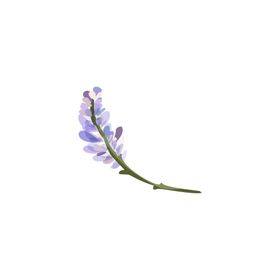 森系花枝