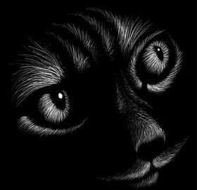 黑猫