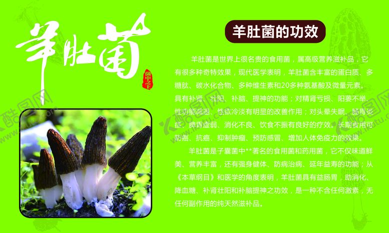 编号：48736909202337417052【酷图网】源文件下载-羊肚菌