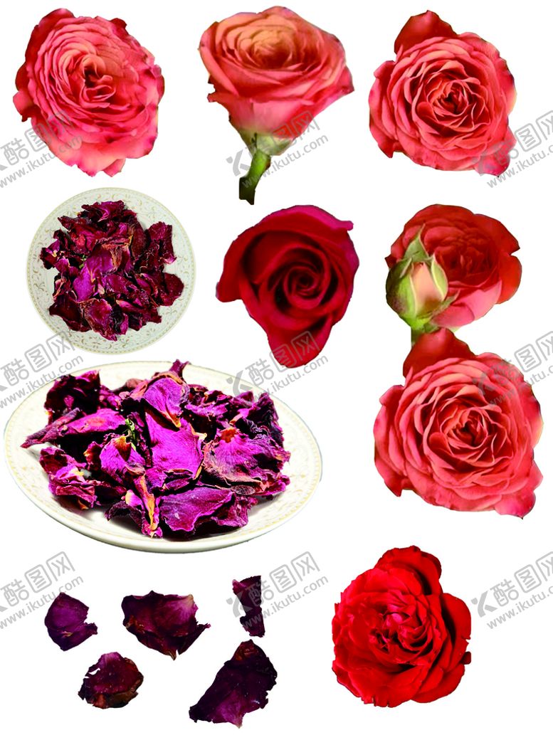 编号：12790801171208079028【酷图网】源文件下载-玫瑰花花朵花瓣免抠摄影元素