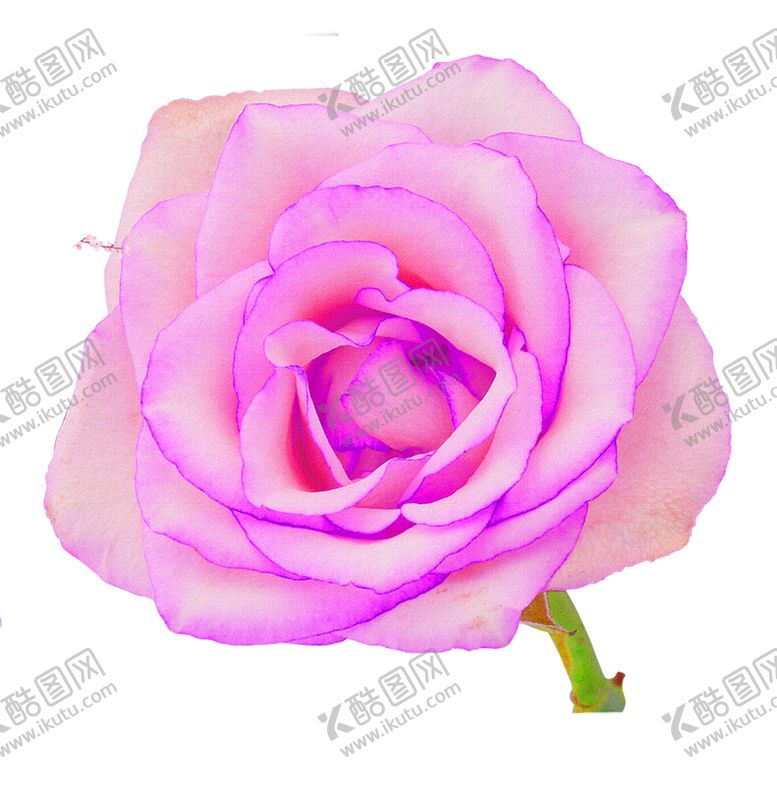 编号：92561009160939406004【酷图网】源文件下载-鲜花素材