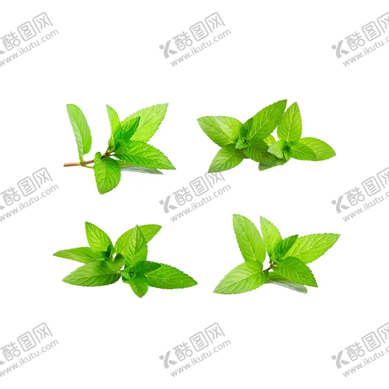 编号：37321707081040027864【酷图网】源文件下载-绿色植物