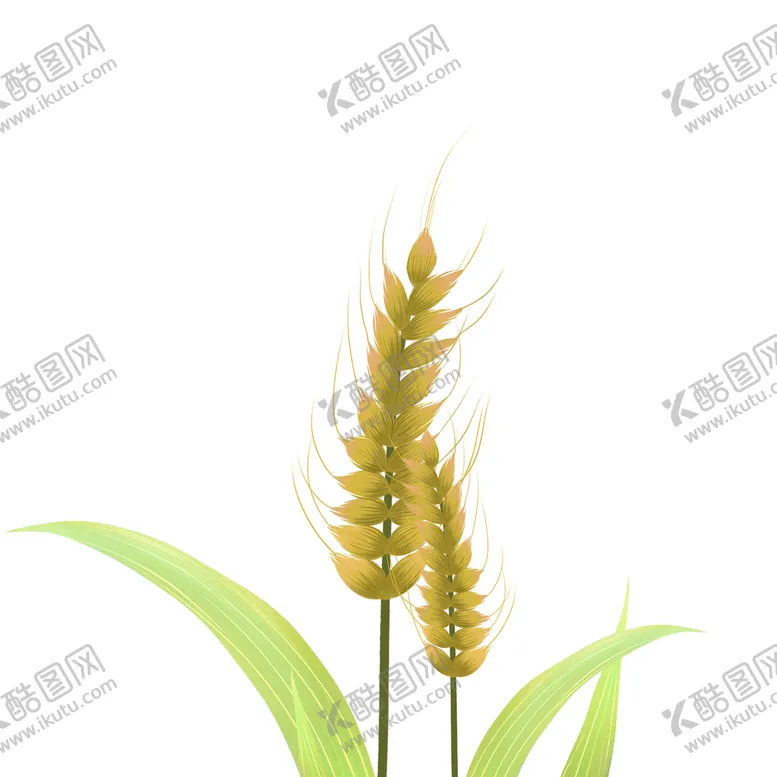 编号：80635110051842566934【酷图网】源文件下载-金色麦子元素