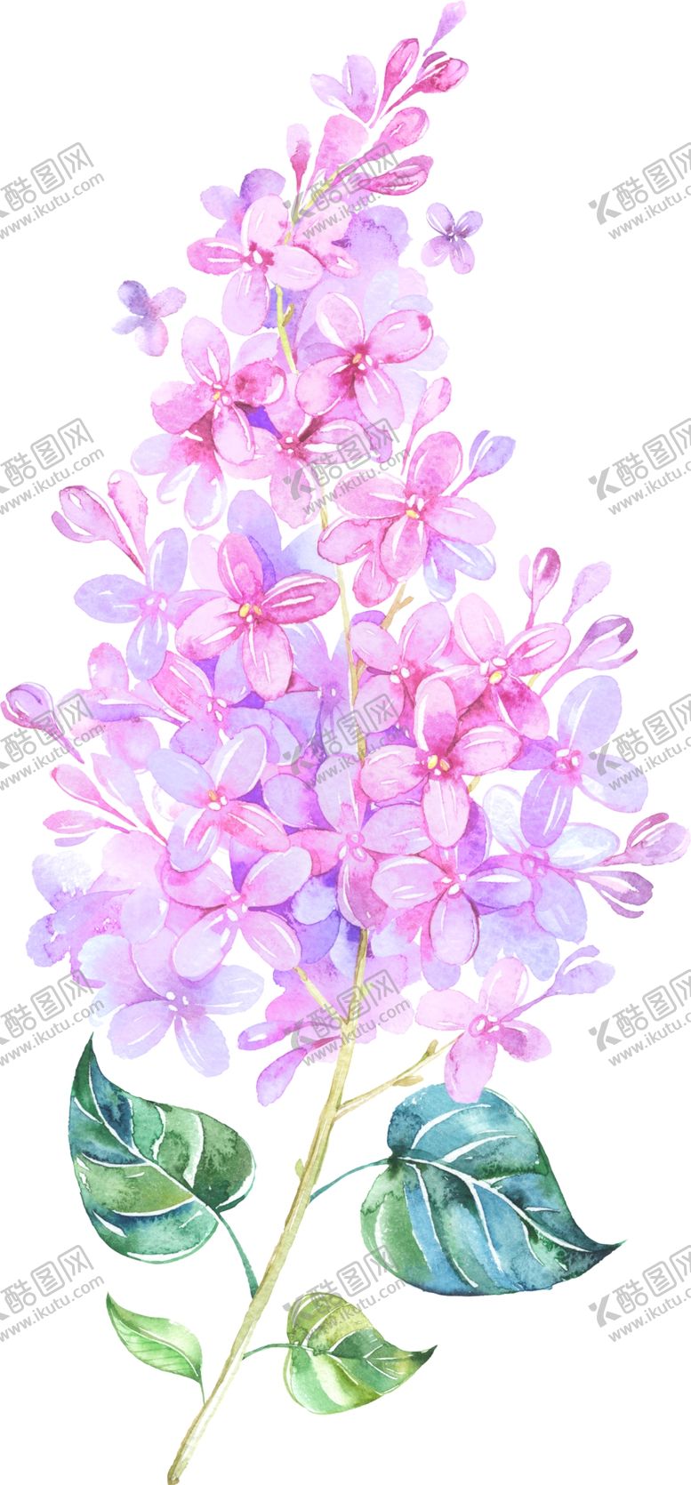 编号：99712104221636306275【酷图网】源文件下载-手绘薰衣草