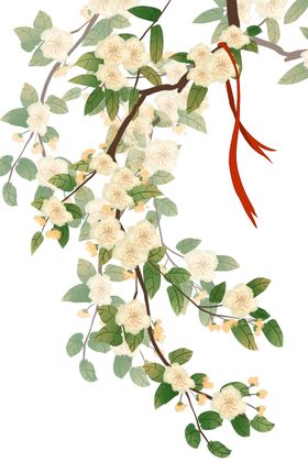 风花花枝迎春花