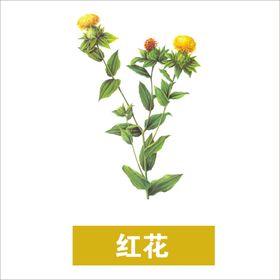 草本植物药材图片