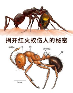 编号：31476909241647016741【酷图网】源文件下载-政治意识