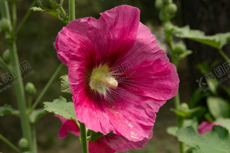 编号：82076710131407331716【酷图网】源文件下载-蜀葵