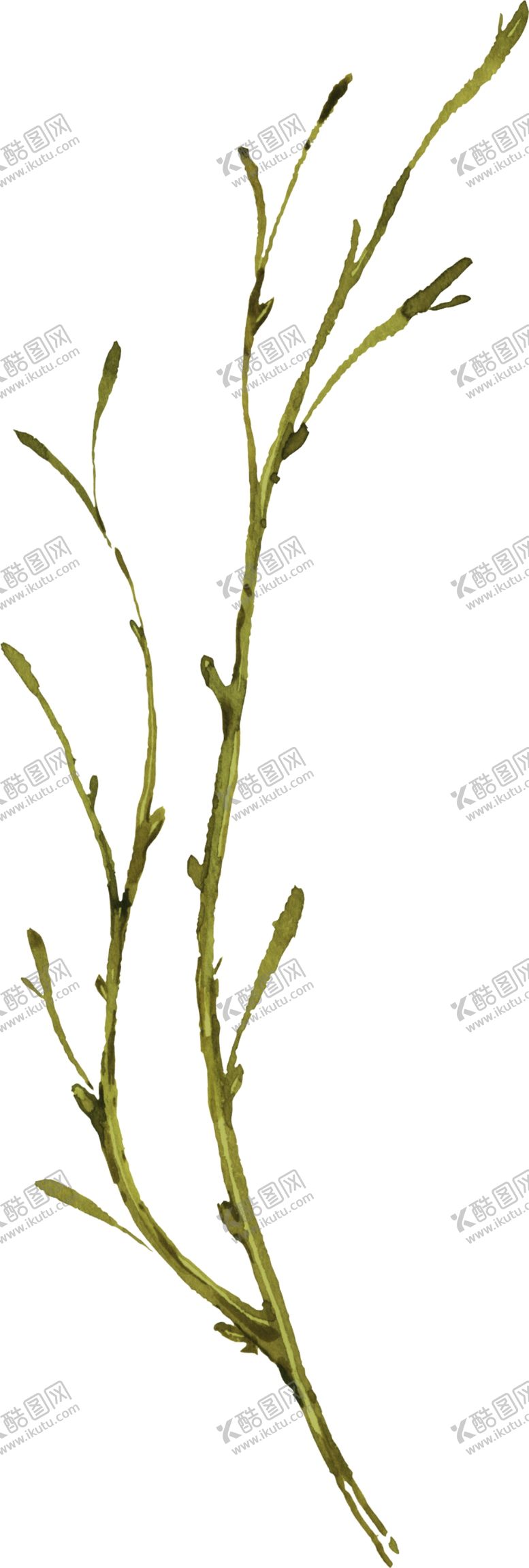 编号：40773003091825249859【酷图网】源文件下载-水彩植物