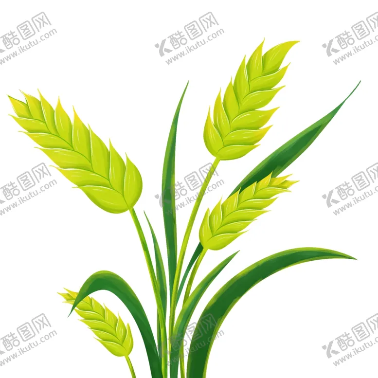 编号：96172902131521531050【酷图网】源文件下载-麦穗小麦图片
