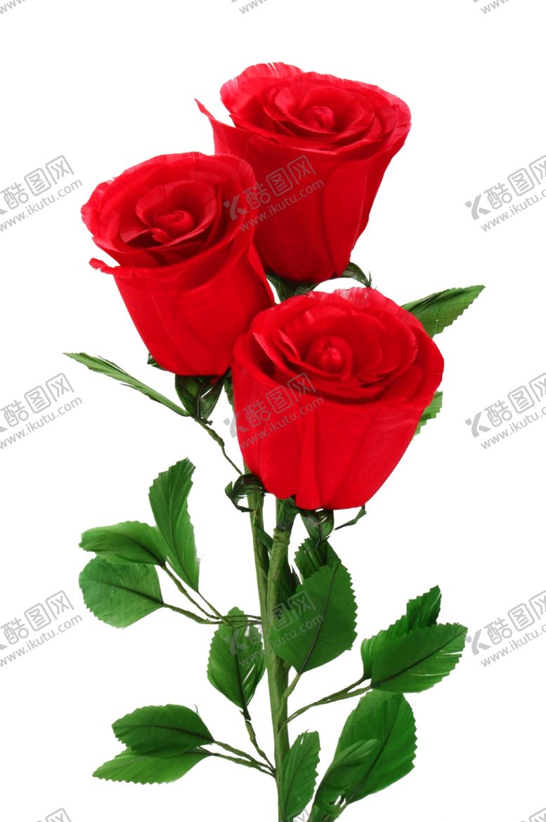编号：25064311011116298127【酷图网】源文件下载-玫瑰花