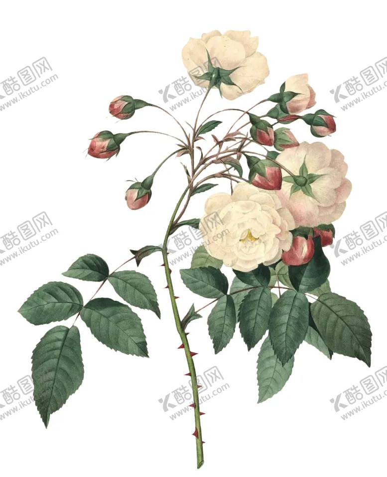 编号：90280206180638172132【酷图网】源文件下载-复古鲜花主题装饰图案