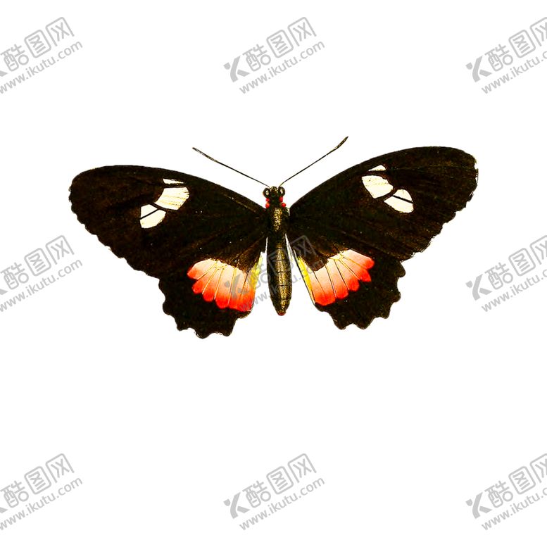 编号：33466205101350038886【酷图网】源文件下载-蝴蝶透明PNG免扣