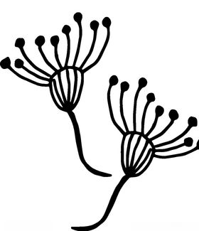 黑白简约线条植物绘画