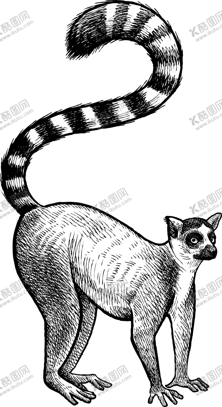 编号：39002104301342311076【酷图网】源文件下载-狐猴