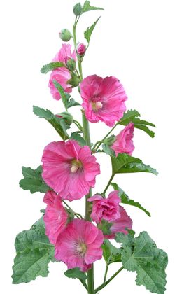 鲜花卉素材植物朵