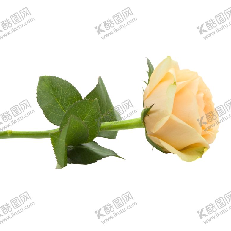 编号：17167206270953285001【酷图网】源文件下载-玫瑰