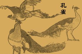 孔雀线描
