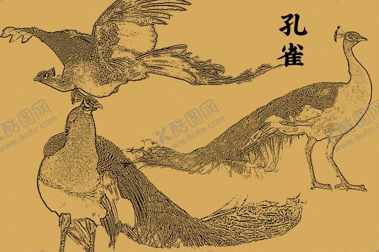 编号：31631804251741004500【酷图网】源文件下载-线描孔雀