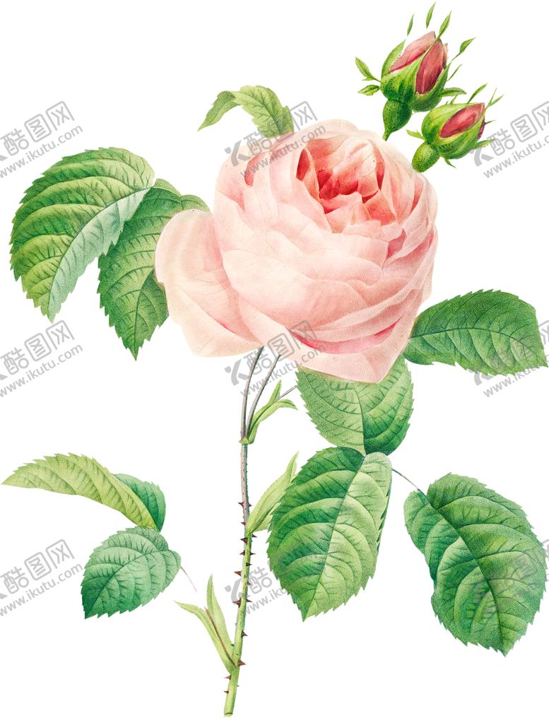 编号：29940102071845383204【酷图网】源文件下载-英式复古玫瑰花卉艺术装饰PNG