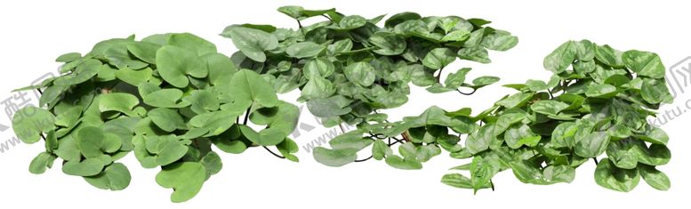 编号：61044907140944194800【酷图网】源文件下载-免扣植物素材图片