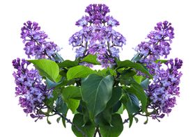 丁香花