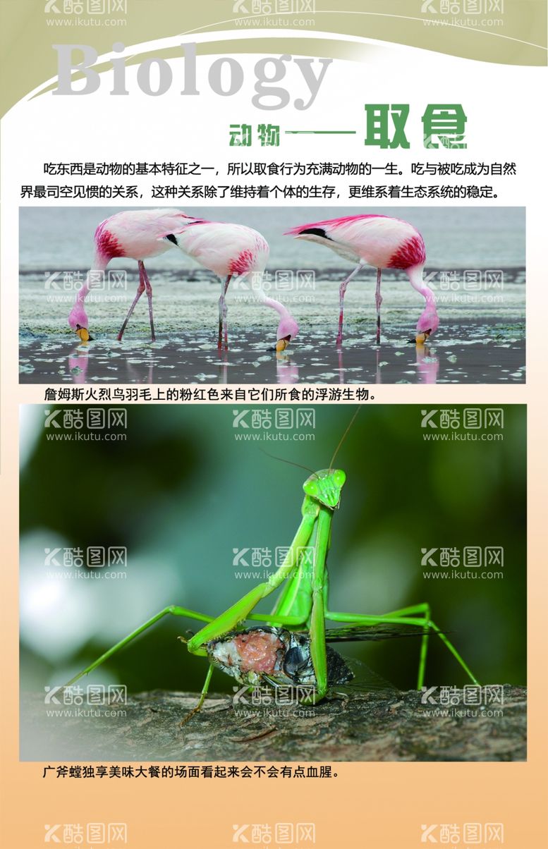 编号：40739312152254408533【酷图网】源文件下载-生物知识展板图片