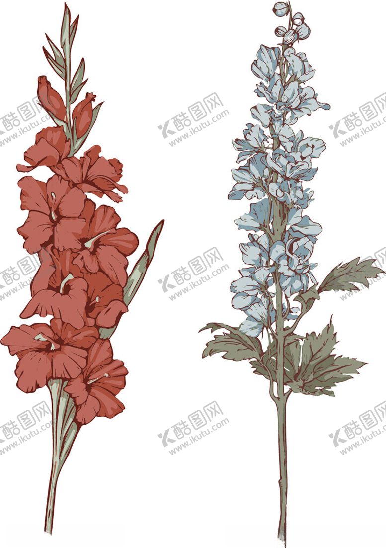 编号：75507204042156445155【酷图网】源文件下载-花卉插画红花