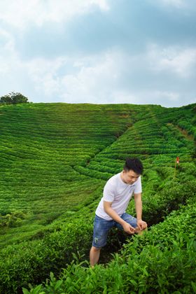 茶园素材