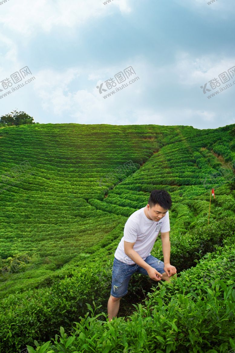 编号：78832009201154244551【酷图网】源文件下载-茶园素材