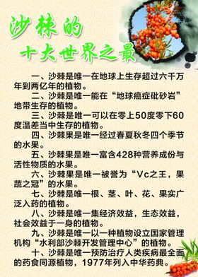 沙棘养生