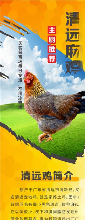 清远鸡简介