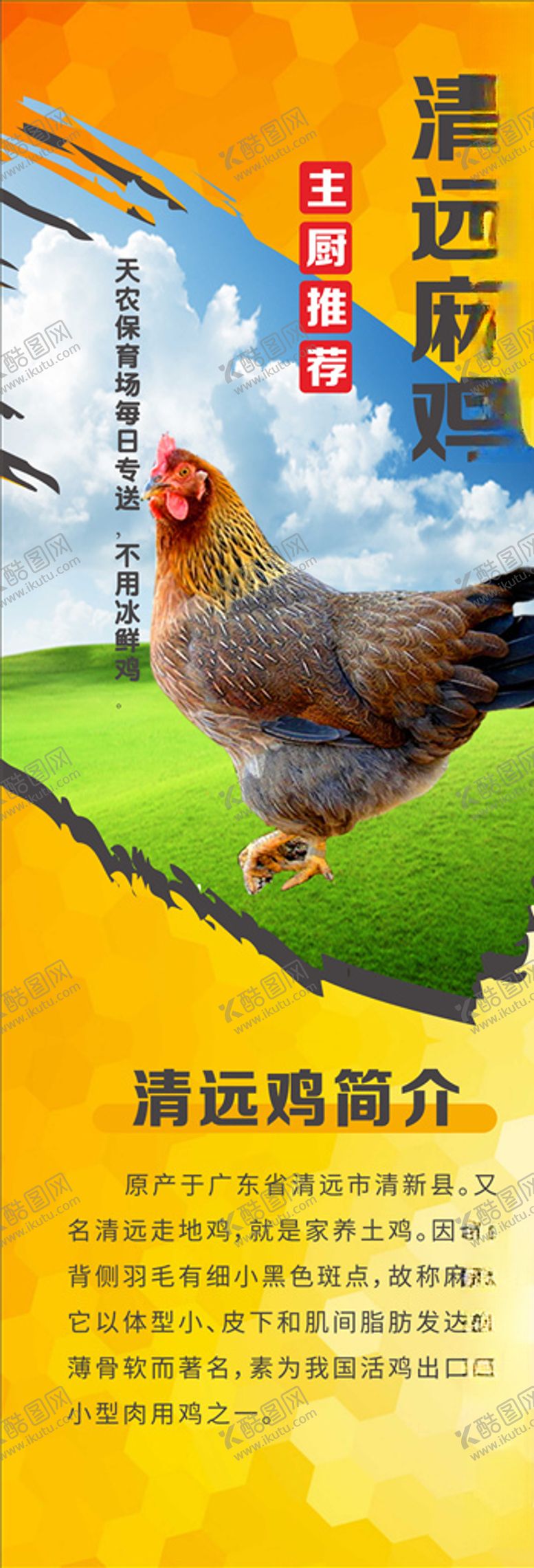 编号：22321810090541368734【酷图网】源文件下载-清远鸡简介