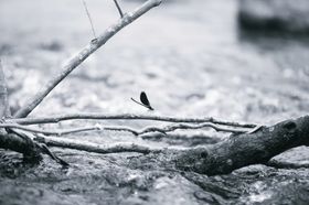 蜻蜓摄影虫类生物世界